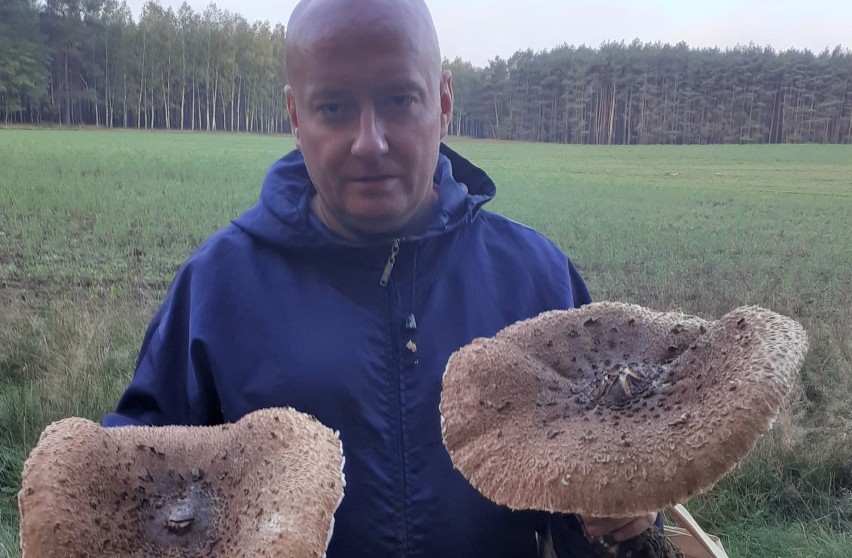 Niesamowite okazy grzybów znalazł Łukasz Matysiak z Rudna.