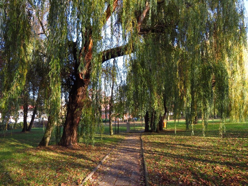 Jesień to pora roku, która rządzi się swoimi prawami. Zobacz...