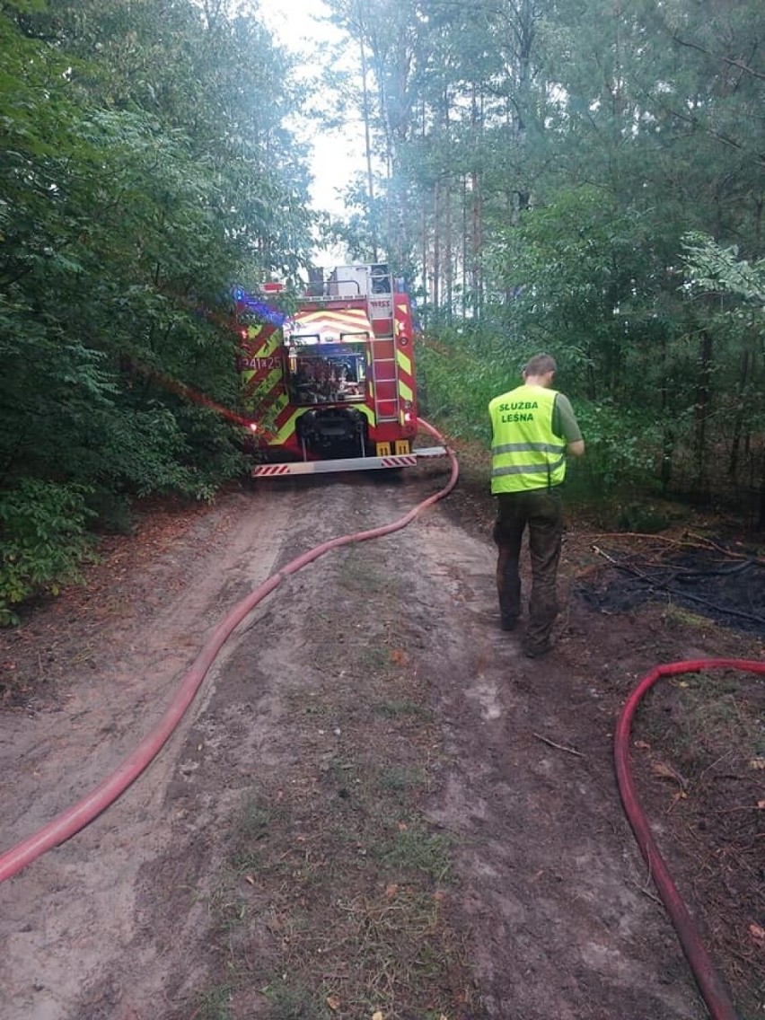 Nadleśnictwo Cierpiszewo szuka sprawcy kilku już podpaleń...