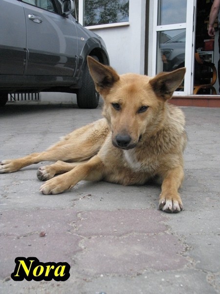 Malbork: Członkowie Reksa proszą mieszkańców o pomoc w sprawie psów i kota
