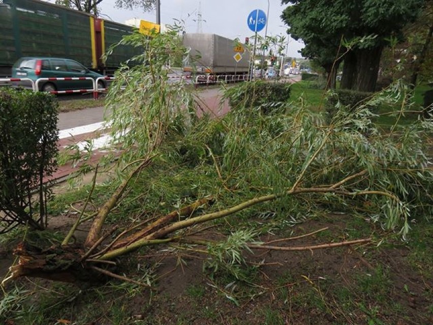 Wichura w Kaliszu. Silny wiatr łamał drzewa i zrywał linie energetyczne. ZDJĘCIA