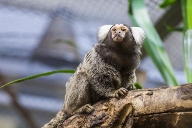 Zoo Warszawa zaprasza na przywitanie wiosny