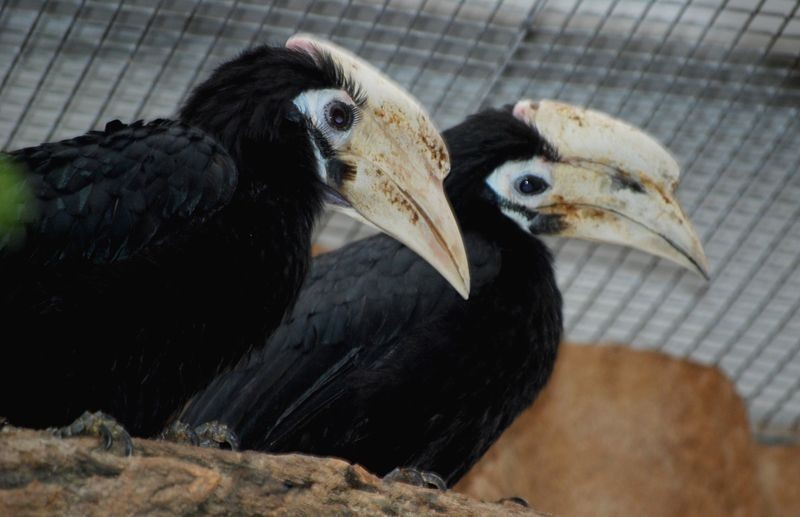 Dzioborożce z Filipin trafiły do wrocławskiego zoo (ZDJĘCIA)