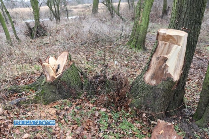 Nielegalnie wycinali drzewa