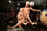 Szokująca wystawa "Body Worlds Vital"  do obejrzenia w Poznaniu [ZDJĘCIA]