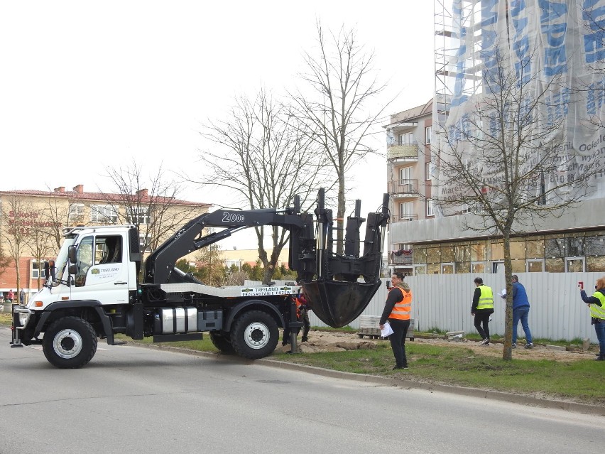 Międzyzakładowa Spółdzielnia Mieszkaniowa w Suwałkach. Stare drzewa przesadzono w inne miejsce [Zdjęcia]