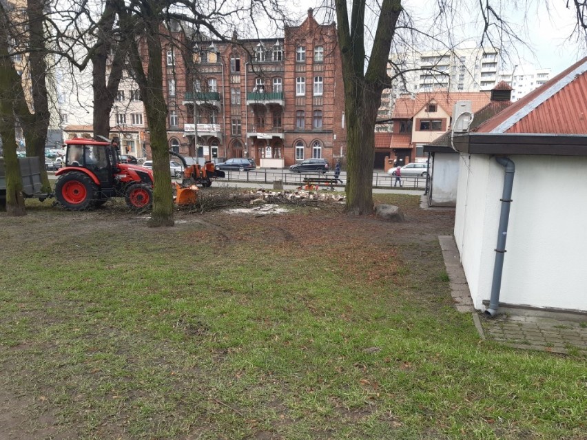 Malbork. Na Mickiewicza wycięto drzewa [ZDJĘCIA]. Jeden z mieszkańców nazywa to "przyrodniczym szaleństwem"