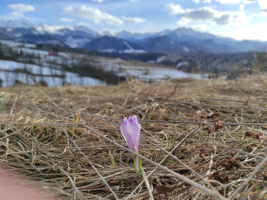 Krokusy 2021. W górach zaczyna się krokusowe szaleństwo. Na razie kwiaty zakwitły na podhalańskich łąkach. Na Tatry jeszcze czas 