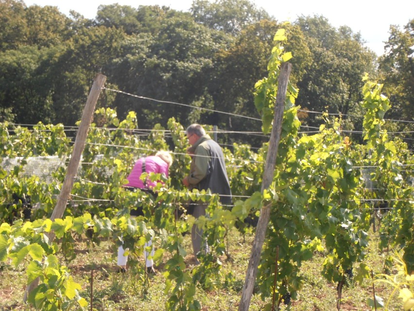 Winobranie 2015: Lubuskie winnice... Winnica Eguus w Zaborze [zdjęcia]