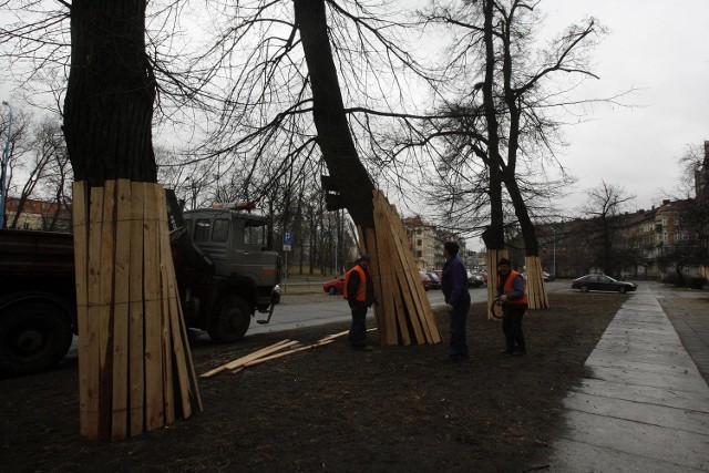 Prace na parkingu przy ulicy Pocztowej rozpoczęły się od zabezpieczenia drzew