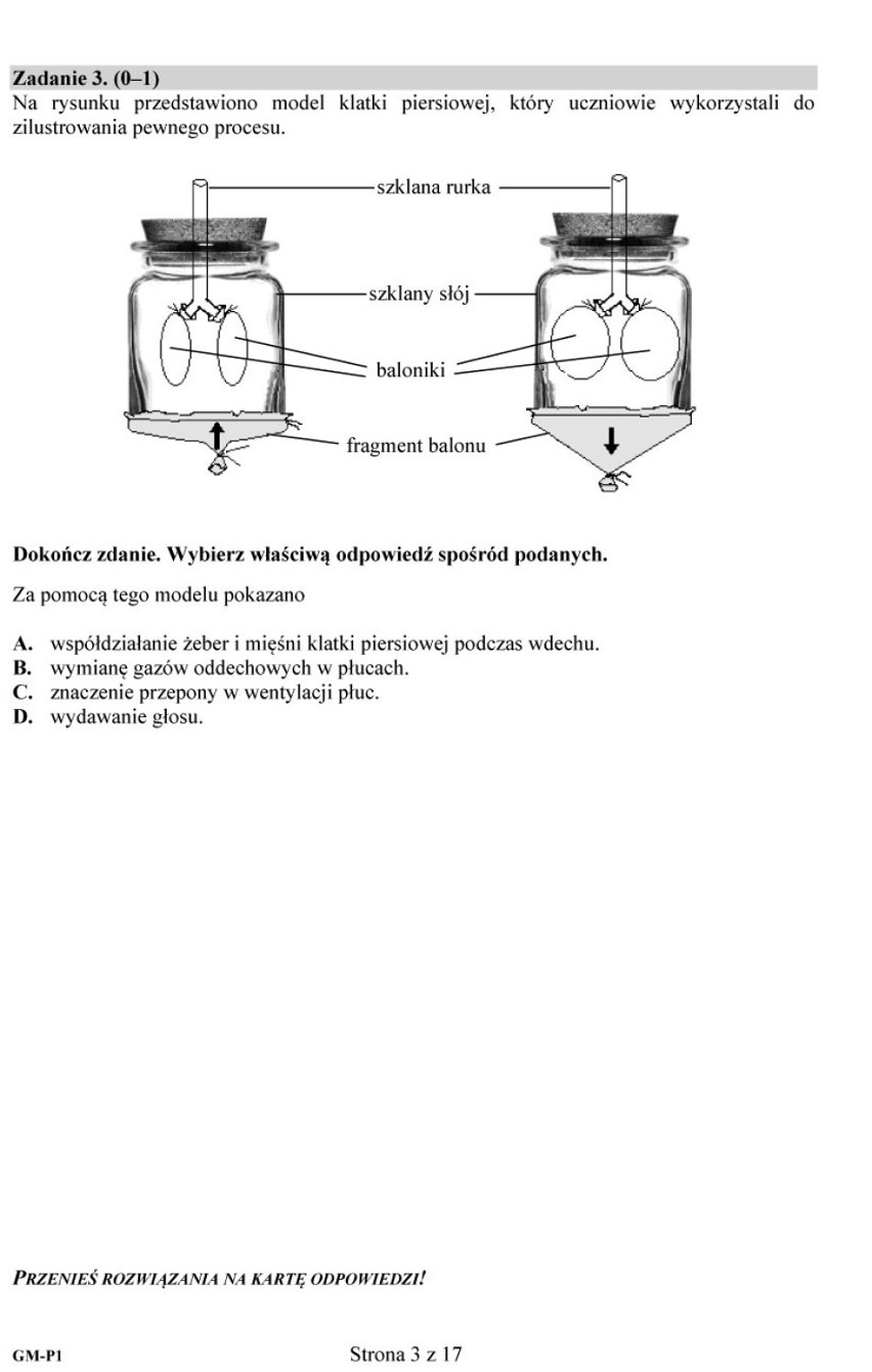 Zadanie 3.
C. znaczenie przepony w wentylacji płuc.