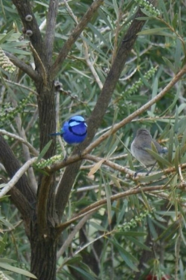 Splendid fairy-wren. Ten malunki ptak żywi się owadami. Samczyki ubarwione są na niebiesko, samiczki są szare. Fot. Ania Monka