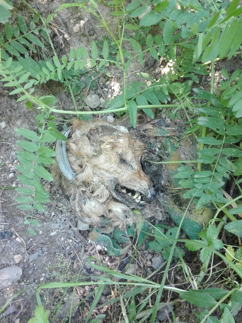 W pobliżu ogrodów działkowych znaleziono szczątki psa  (DRASTYCZNE ZDJĘCIA)