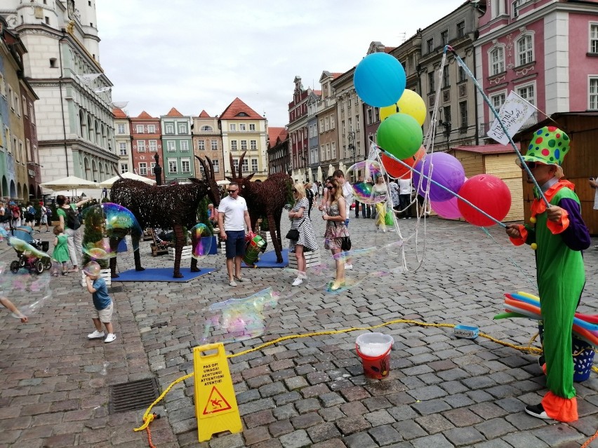 Jarmark Świętojański wystartował. Setki atrakcji na Starym...