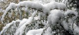 Pierwszy śnieg na Osiedlu Łużyckim