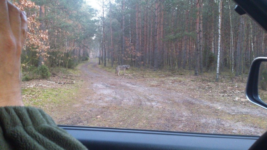 Zdjęcia potwierdzające występowanie wilków w regionie kilka...