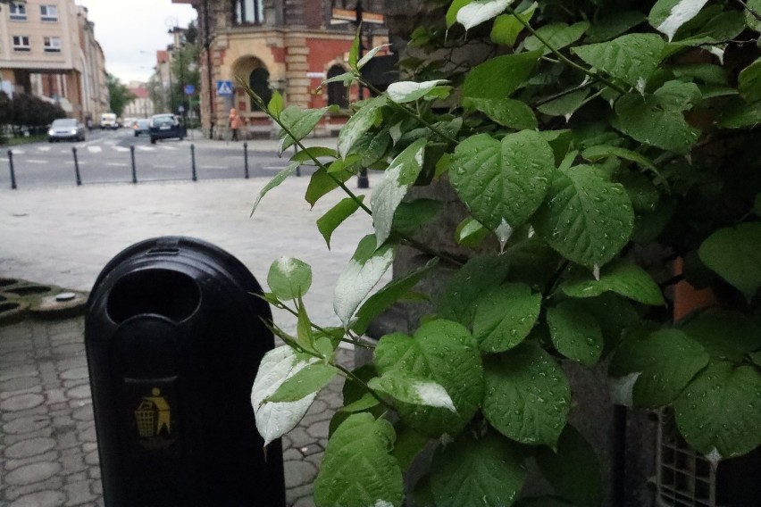 Zielono - białe liście zwracają uwagę przechodniów przy Urzędzie Miasta Legnicy