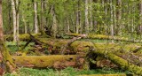 Nadleśnictwo Ostrów Mazowiecka przedłuża zakaz wstępu do lasów w dwóch leśnictwach