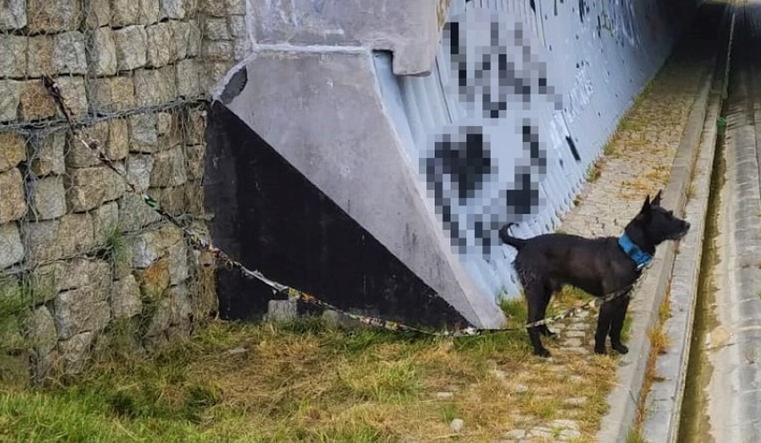 Rozpoznajesz tego pieska? Ktoś w Bytowie przywiązał go do mostu. Teraz właściciela szuka policja