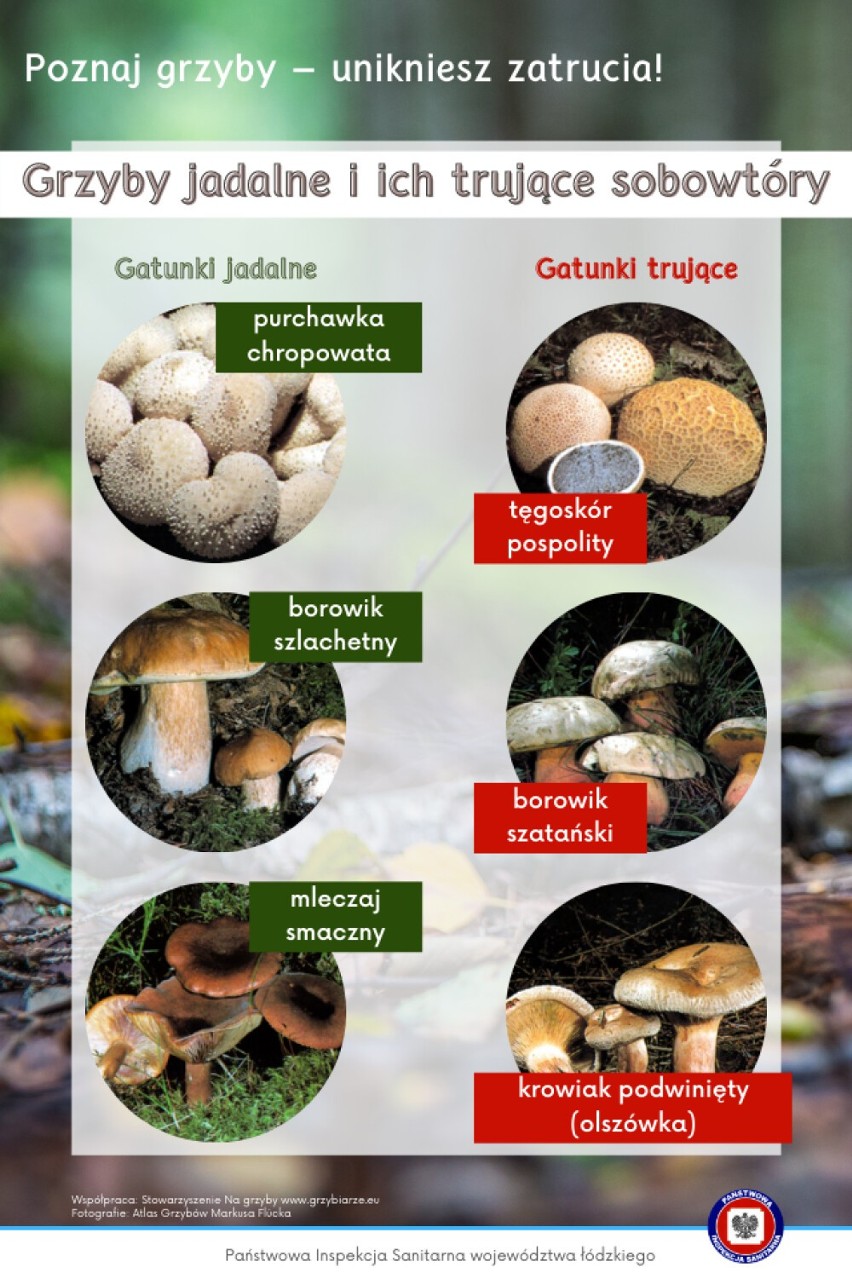 Poznaj grzyby - unikniesz zatrucia. Sanepid przypomina jak...