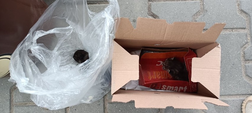 Ktoś wyrzucił małe kocięta do kosza na śmieci przy sklepie w Woli Rzędzińskiej. Zwierzęta zostały zostawione na pewną śmierć