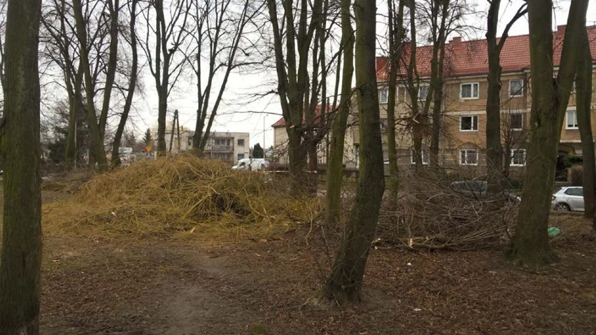 Malbork. Mieszkaniec pyta o wycinkę drzew przy ul. Nowowiejskiego. Władze miasta to sprawdzają