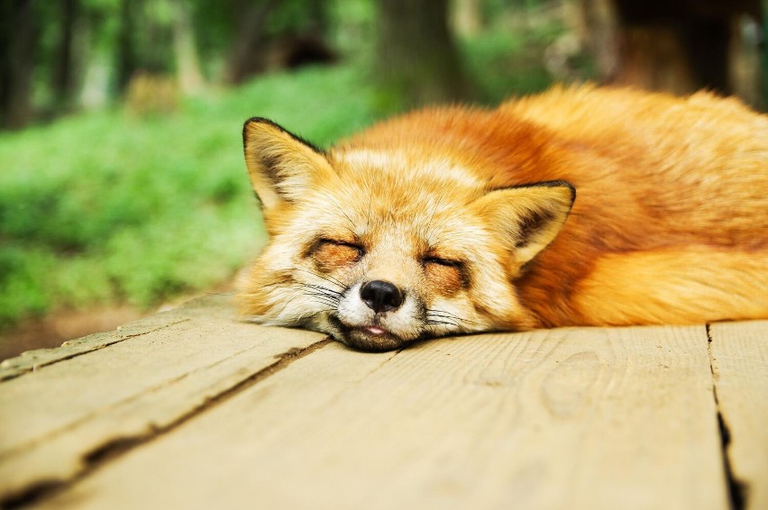 Straż Miejska interweniowała w sprawie dzikiego lisa!