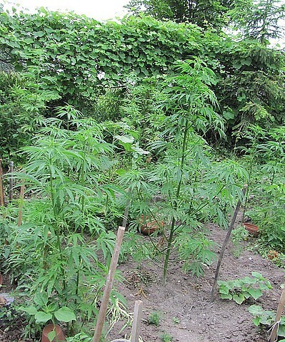 Narkotyki w przydomowym ogródku [zdjęcia]