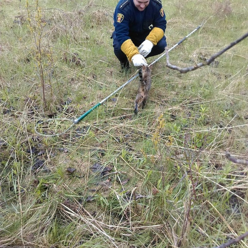 Kot został wyciągnięty ze studni przez strażników z Animal...