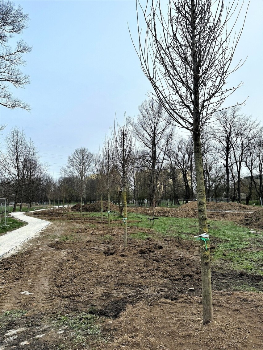 Kraków sadzi drzewa na wiosnę w Ogrodzie Płaszów. I to niemałe, bo 10-metrowe