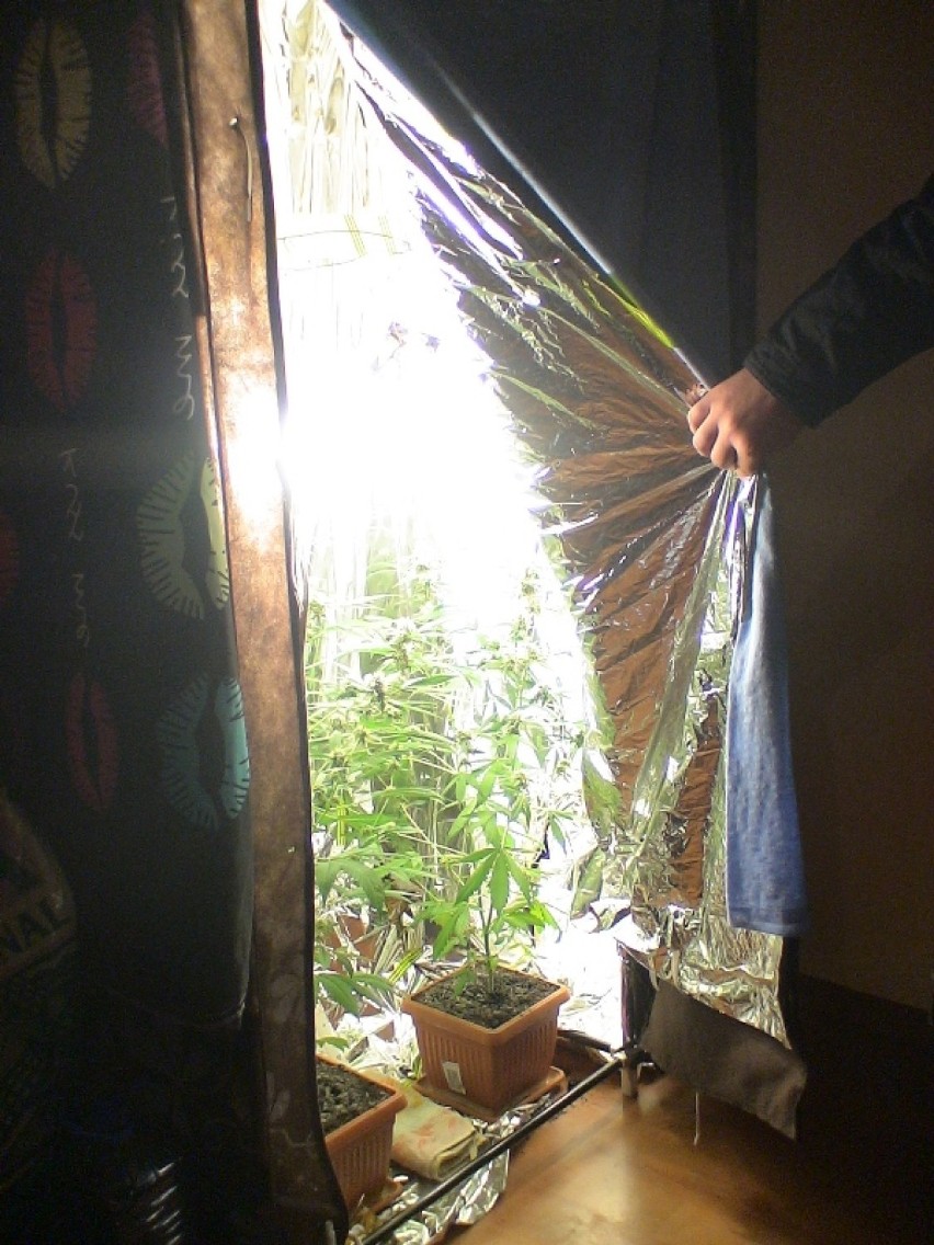 Donice z marihuaną ukryli w szafie na ubrania