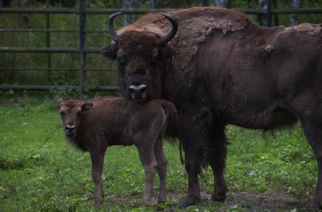 Ambasadorką Dnia Misji Ogrodów Zoologicznych i Akwariów w bydgoskim zoo będzie żubrzyczka Potilla.