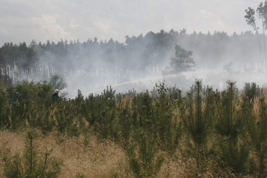 Zagrożenie pożarowe w lasach
