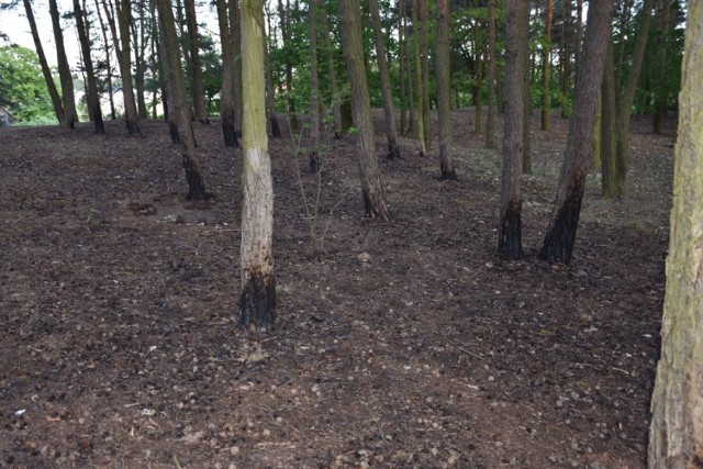 W Parku imienia Feliksa uszkodzonych zostało kilkanaście drzew. Ktoś je podpalił
