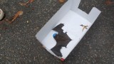 Ranny nietoperz znaleziony na jezdni w Bydgoszczy [zdjęcia]