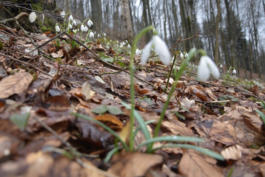 Na krokusy w Tatry, na przebiśniegi w Beskid Niski! Zwiastuny wiosny właśnie rozkwitły na Chełmie w powiecie gorlickim. Są ich całe łany