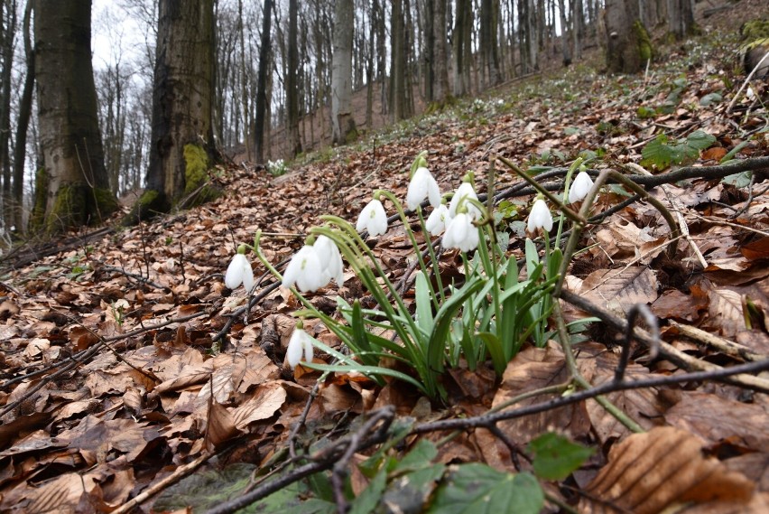 Na krokusy w Tatry, na przebiśniegi w Beskid Niski! Zwiastuny wiosny właśnie rozkwitły na Chełmie w powiecie gorlickim. Są ich całe łany