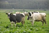 Wsparcie dla producentów mleka - do 21.09 trwa składanie wniosków za pierwszy okres referencyjny