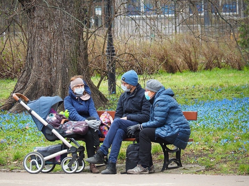 Kwitnące cebulice przyciągają do Parku Klepacza setki łodzian