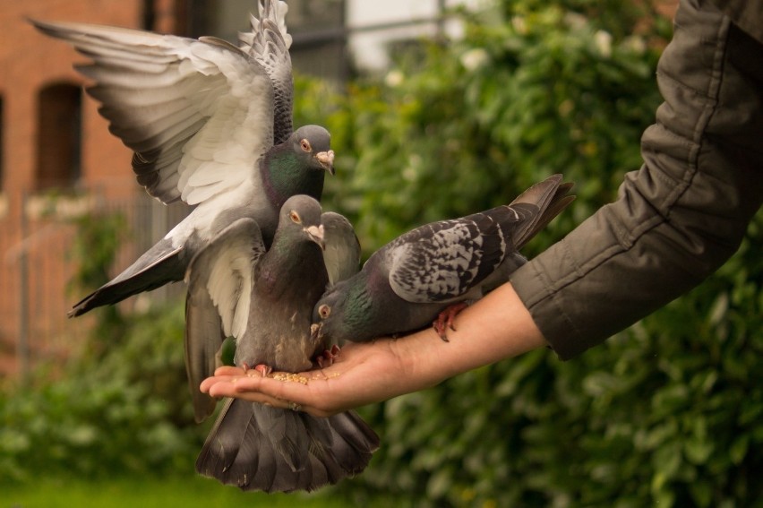Andrychów. Seryjny złodziej gołębi zatrzymany. 59-latek podejrzany jest o kradzież rasowych ptaków o wartości 32 tys. zł