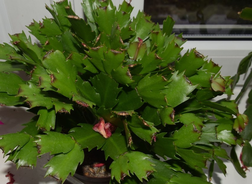 Szlumbergera, kaktus bożonarodzeniowy, zygokaktus, grudnik. Zobacz jak pięknie kwitnie  [Zdjęcia]