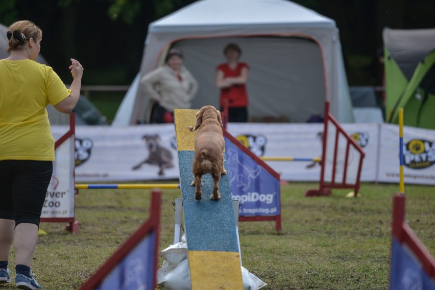 Puchar Bursztynowego Psa 2016. Zawody Agility w Gdyni [ZDJĘCIA]