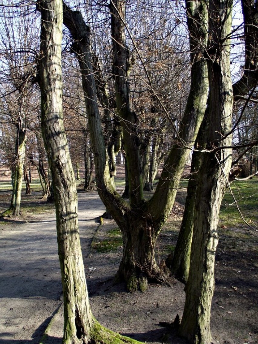 Park Miejski Zbąszyń