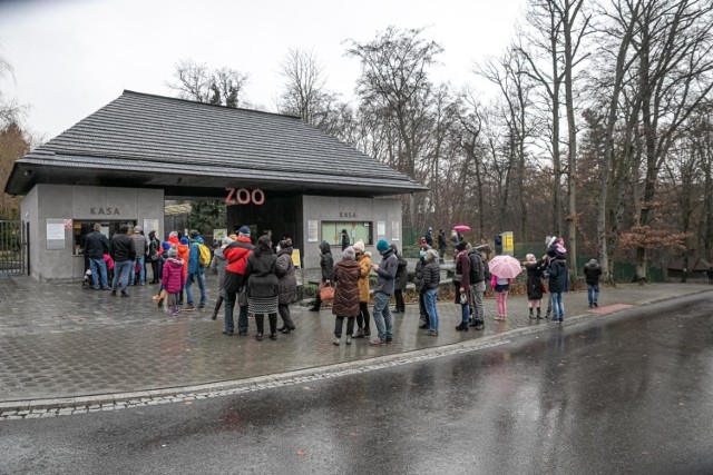 Kolejka do krakowskiego zoo z żywą szopką w pierwszy dzień świąt