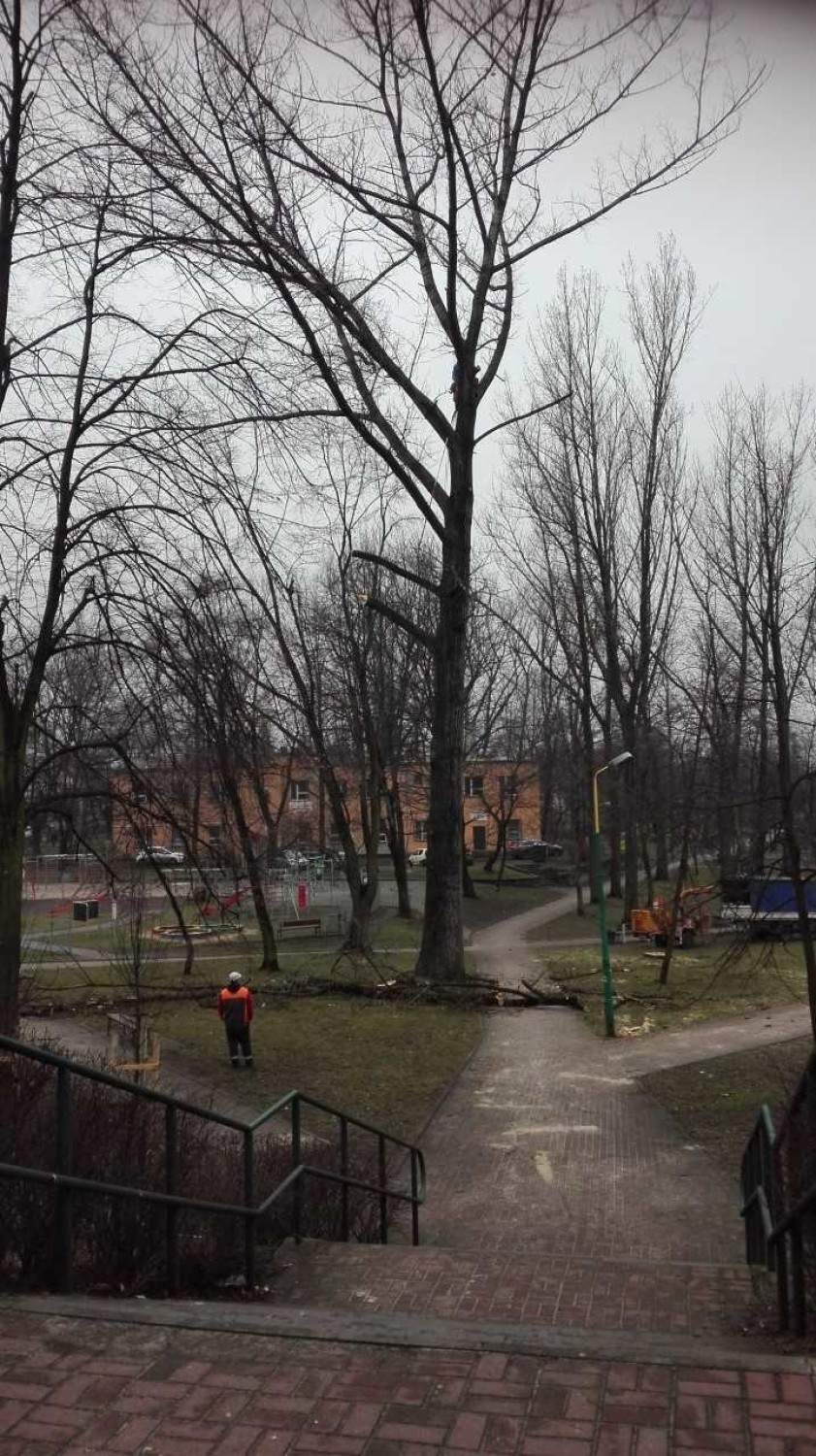 Wycinają drzewa w parku w Klimontowie ZDJĘCIA