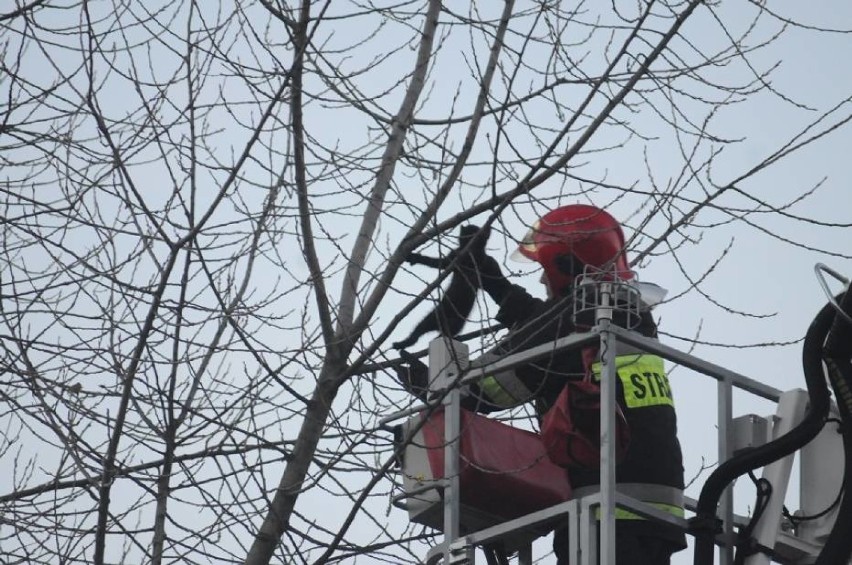 Strażacy ze Śremu i okolic pomagają nie tylko ludziom ale i zwierzętom