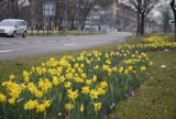 Pierwszy dzień wiosny w Tychach. Pierwsze wiosenne kwiaty i zioła. Zdjęcia