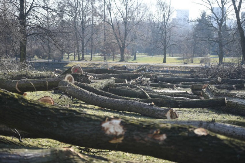 W Parku Śląskim znów wycinka drzew i to w trzech miejscach. Są powody do niepokoju?
