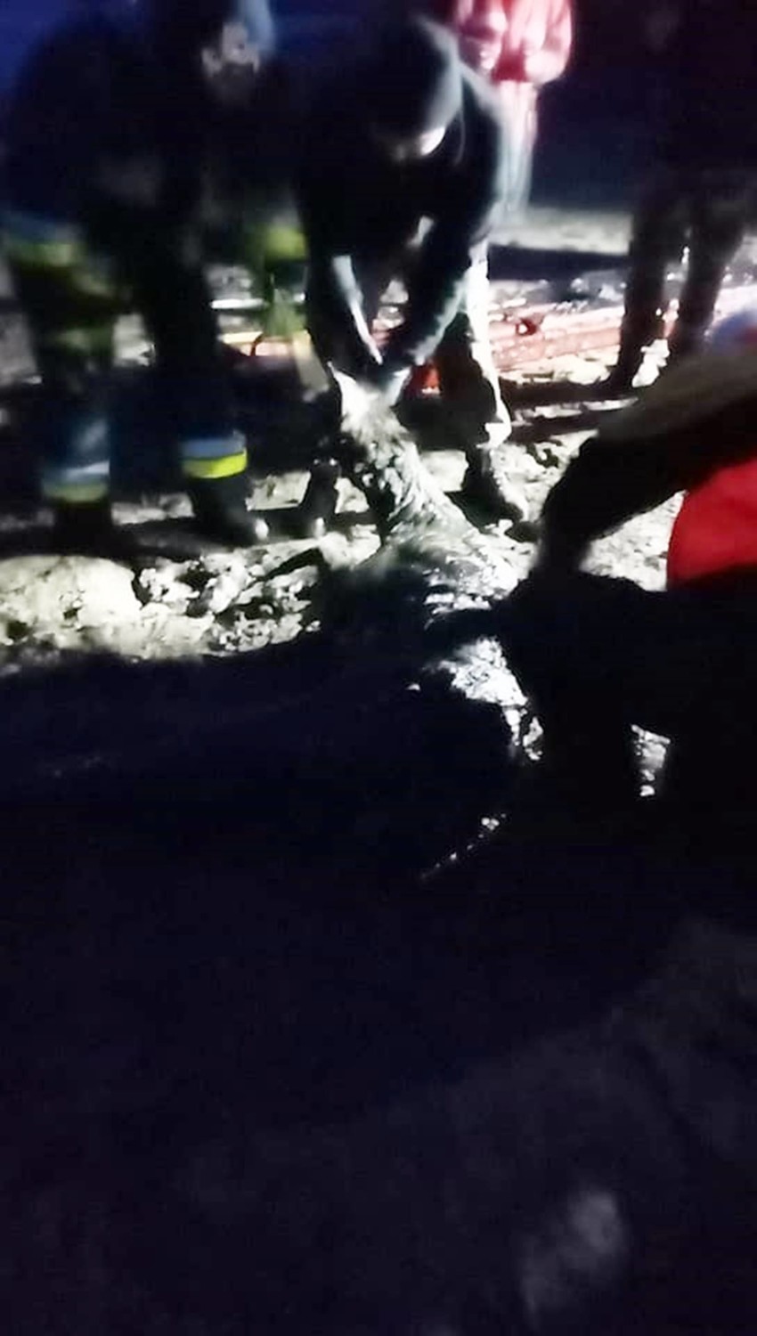 "To była walka z czasem". Akcja ratunkowa w Chociwlu. Dwie łanie wyciągane z bagna ZDJĘCIA
