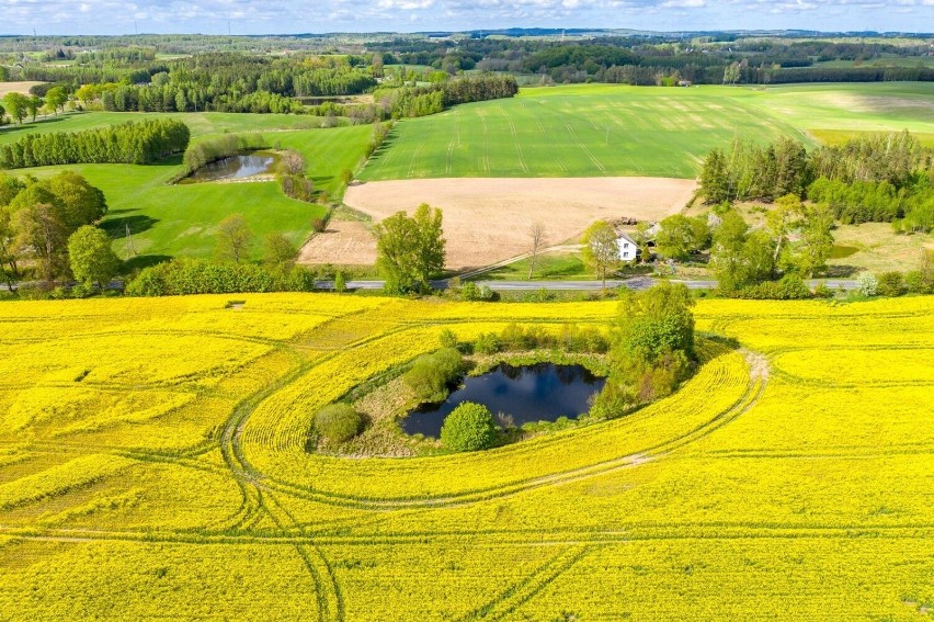 14.05.2022 r. Kaszuby. Kwitnący rzepak na polach Pomorza!